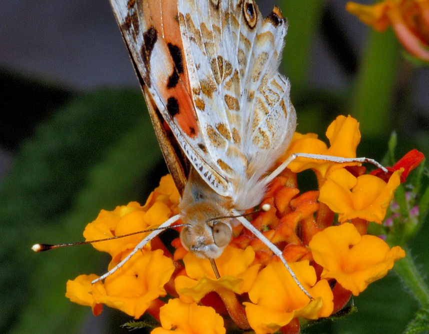 Vanessa cardui sulle lantane